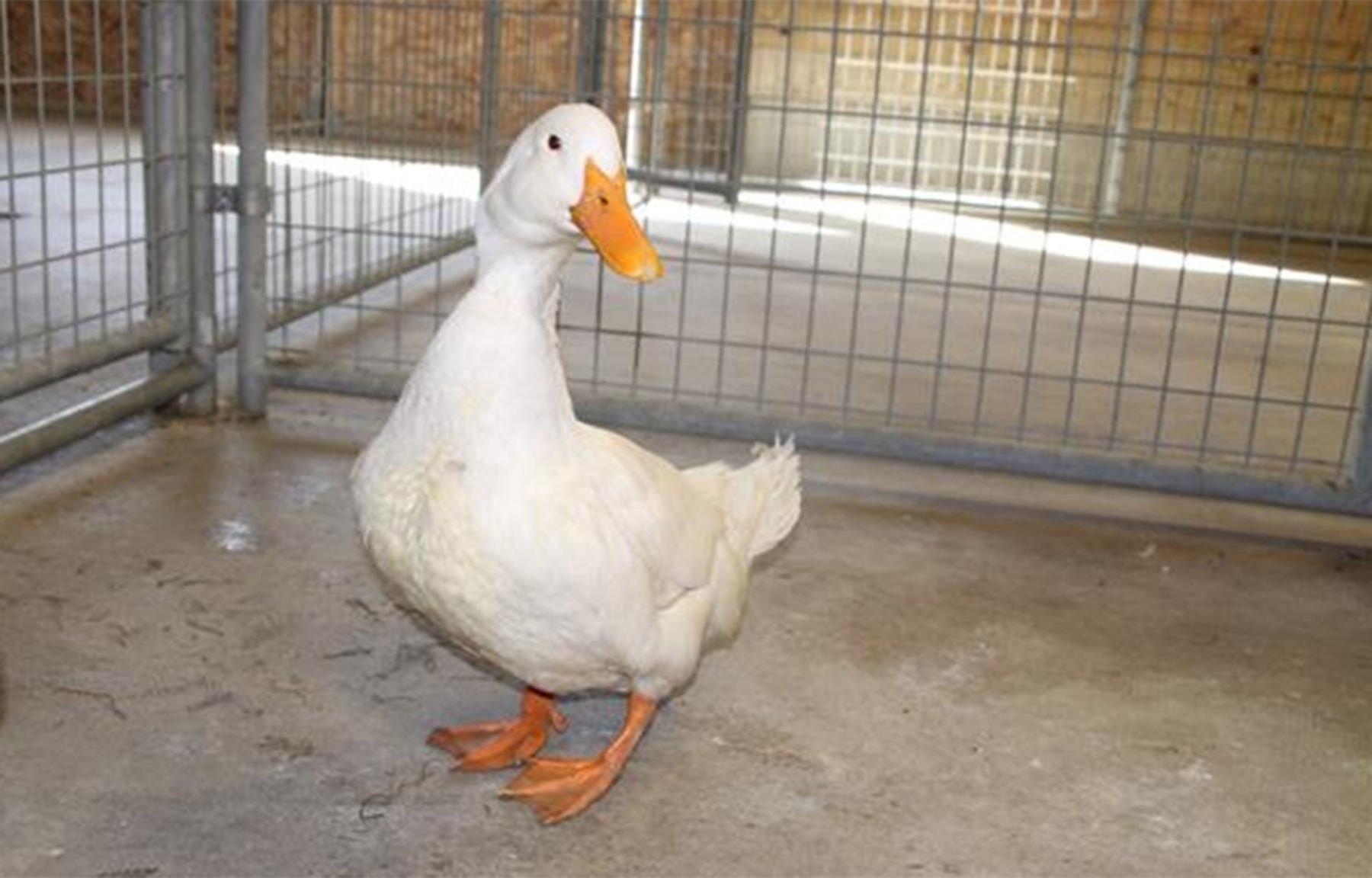 Last week's pet, still available: Snaps